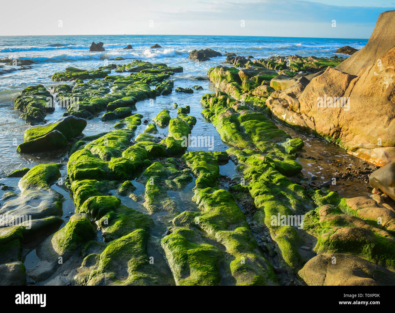 Grüne Algen auf einem Felsen in der Mitte des Meeres. South China Sea in Vietnam. Stockfoto