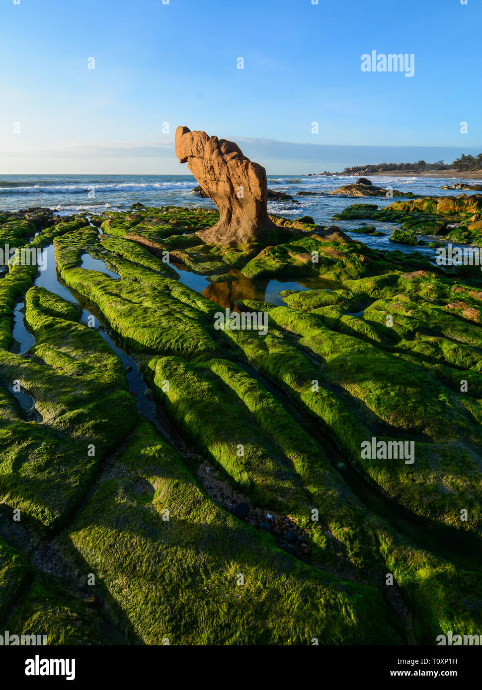 Grüne Algen auf einem Felsen in der Mitte des Meeres. South China Sea in Vietnam. Stockfoto