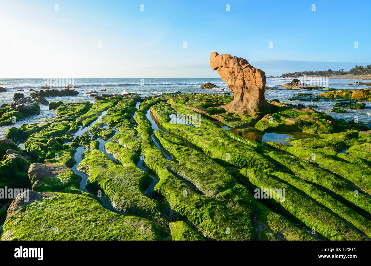 Grüne Algen auf einem Felsen in der Mitte des Meeres. South China Sea in Vietnam. Stockfoto