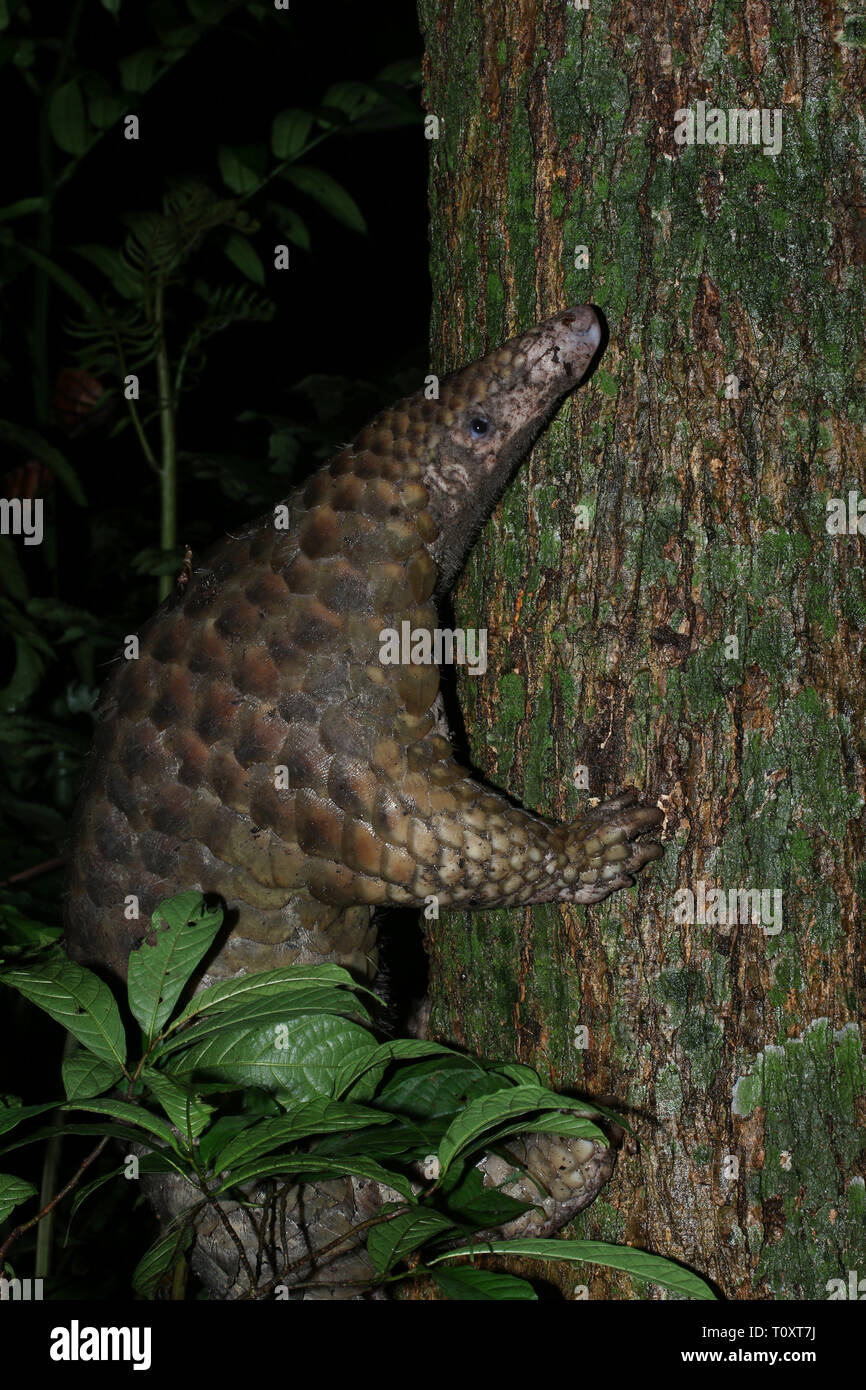 Malaiische Pangoling Stockfoto