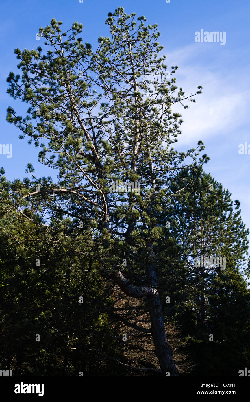 Kiefer im Alderwood Park in Surrey, British Columbia, Kanada Stockfoto