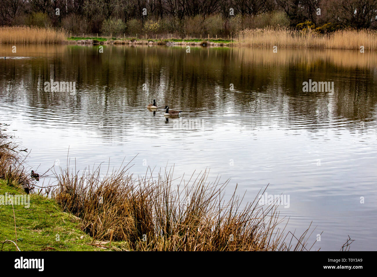 Schön Uk Wetter, schöner Spaziergang am Nachmittag im öffentlichen Park mit einem kleinen See namens Lindow in Wilmslow Cheshire Stockfoto