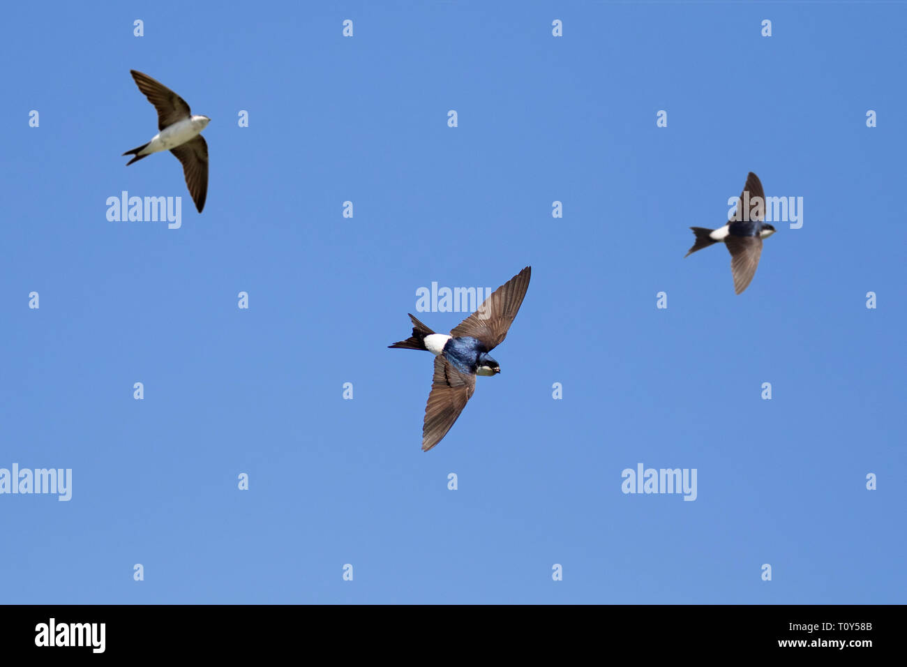 Drei gemeinsame Haus Martins/nördliche Haus Martins (Delichon urbicum) im Flug gegen den blauen Himmel Stockfoto