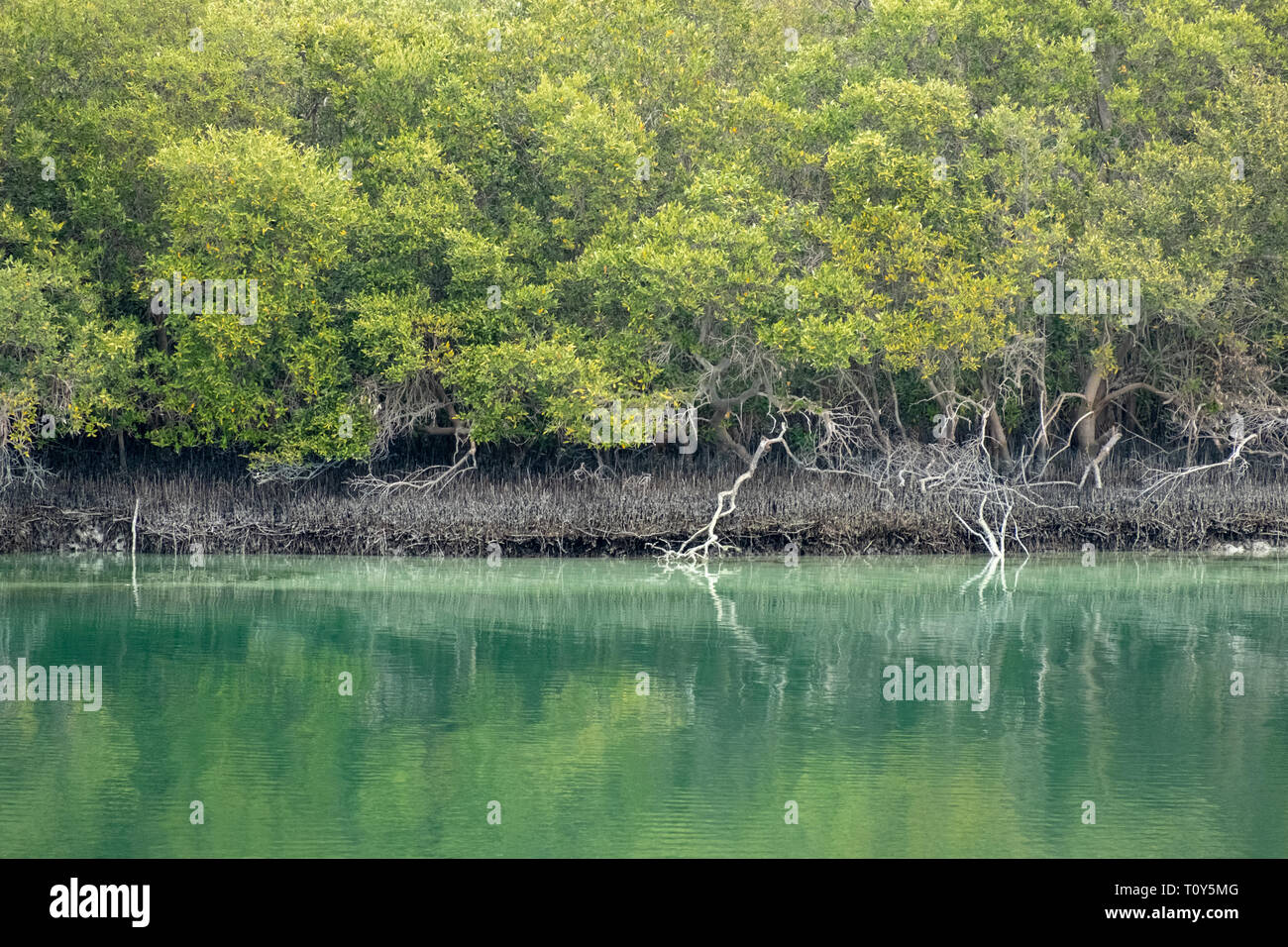 Reflexion der Östlichen Mangroven in Wasser, Abu Dhabi, VAE Stockfoto