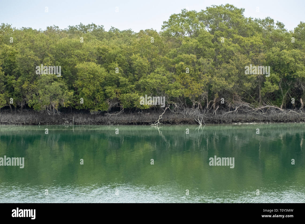 Reflexion der Östlichen Mangroven in Wasser, Abu Dhabi, VAE Stockfoto