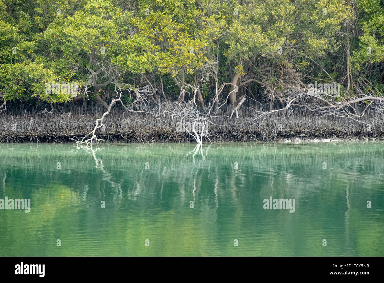Reflexion der Östlichen Mangroven in Wasser, Abu Dhabi, VAE Stockfoto