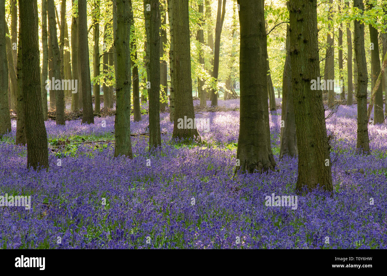 Glockenblumen im Wald Stockfoto