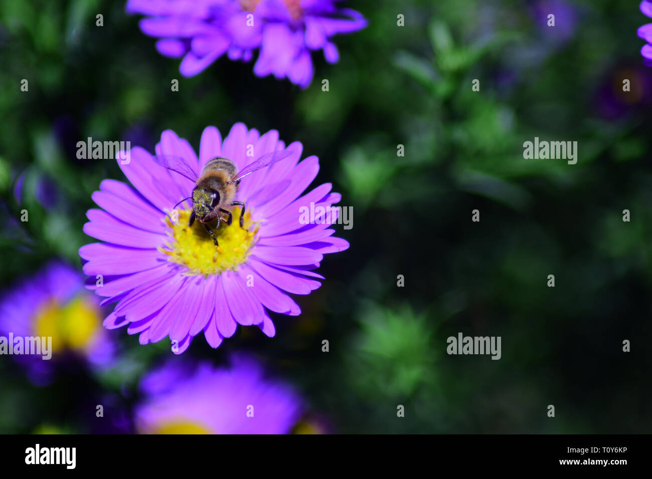 Eine Biene sitzt auf einer Blume Stockfoto