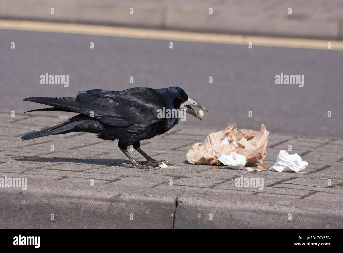 Rook, Corvus frugilegus, Alleinstehenden Fütterung auf verworfen Fast Food auf Pflaster. Schottland, Großbritannien. Stockfoto