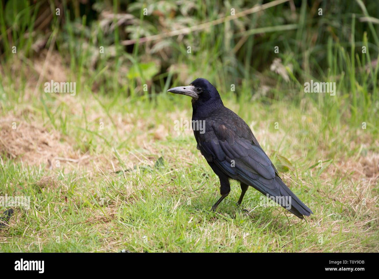 Rook, Corvus frugilegus, Alleinstehenden stehen auf Gras. Cornwall, Großbritannien Stockfoto