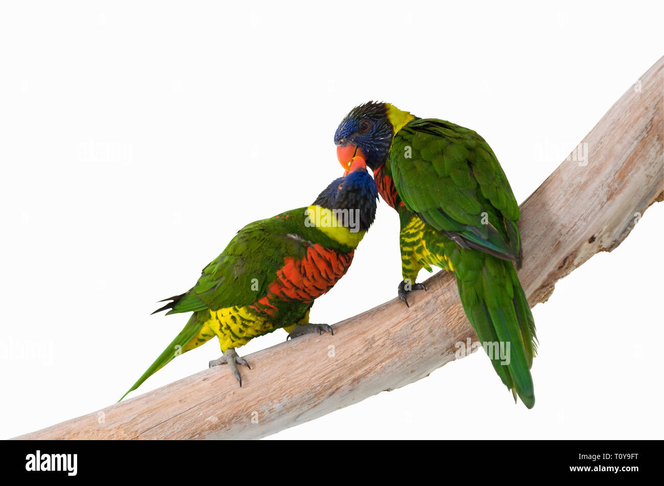 Paar auf Rainbow fledermauspapageien isoliert auf Weiss. Stockfoto