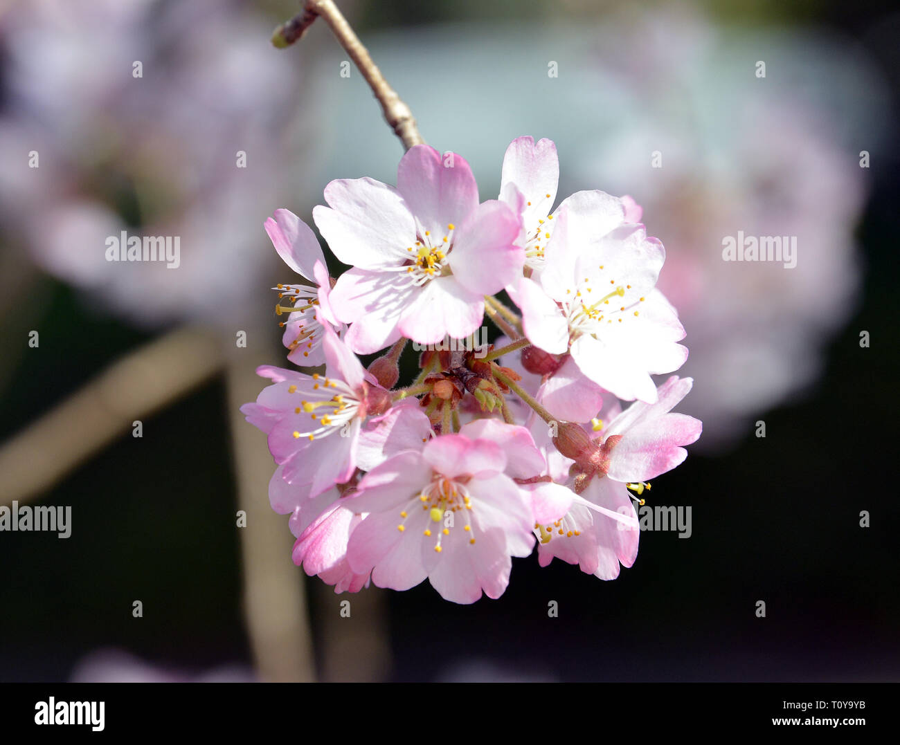 Tokio, Japan. 22 Mär, 2019. Kirschbäume kommen in Blume in Tokio am Freitag, 22. März 2019. Japan Meteorological Agency angekündigt die Kirschbäume in voller Blüte an der Tokyo Metropolitan Area kam am 21. März. Credit: Yoshio Tsunoda/LBA/Alamy leben Nachrichten Stockfoto