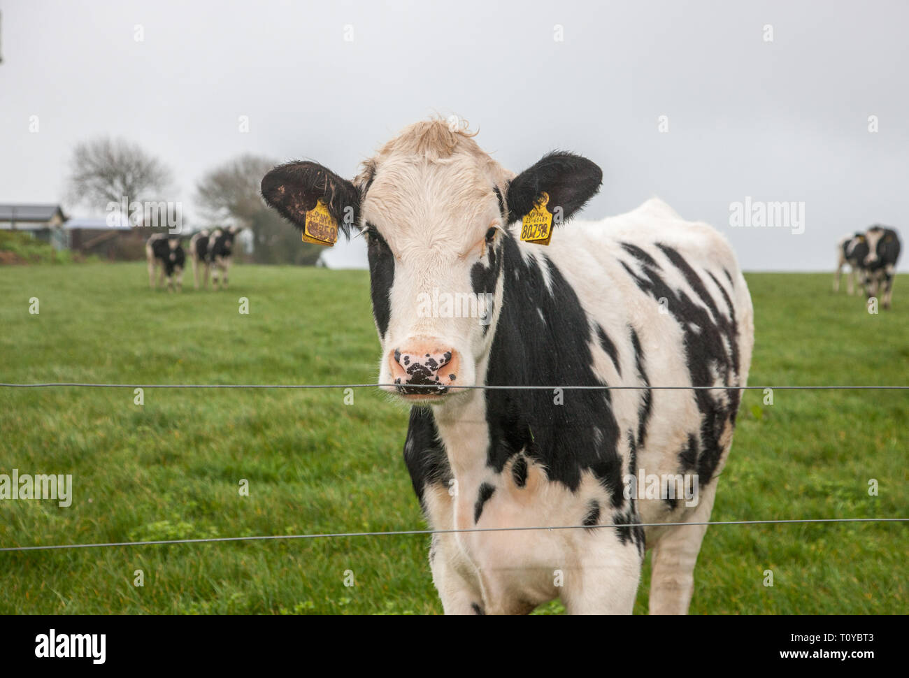 Myrtleville, Cork, Irland. 22. März, 2019. Das Vereinigte Königreich ist der größte Markt für irisches Rindfleisch, wie es für über 57 % der irischen Exporte im Jahr 2015 entfielen. Rindfleisch extorts aus Irland in das Vereinigte Königreich ist auf fast 1,1 Mrd. € jährlich geschätzt und ist jetzt eine Sorge für Landwirte mit Brexit auftauchen. Bild zeigt Rinder weiden auf einem Bauernhof mit Blick auf den Hafen in Myrtleville, Co Cork, Irland. Quelle: David Creedon/Alamy leben Nachrichten Stockfoto