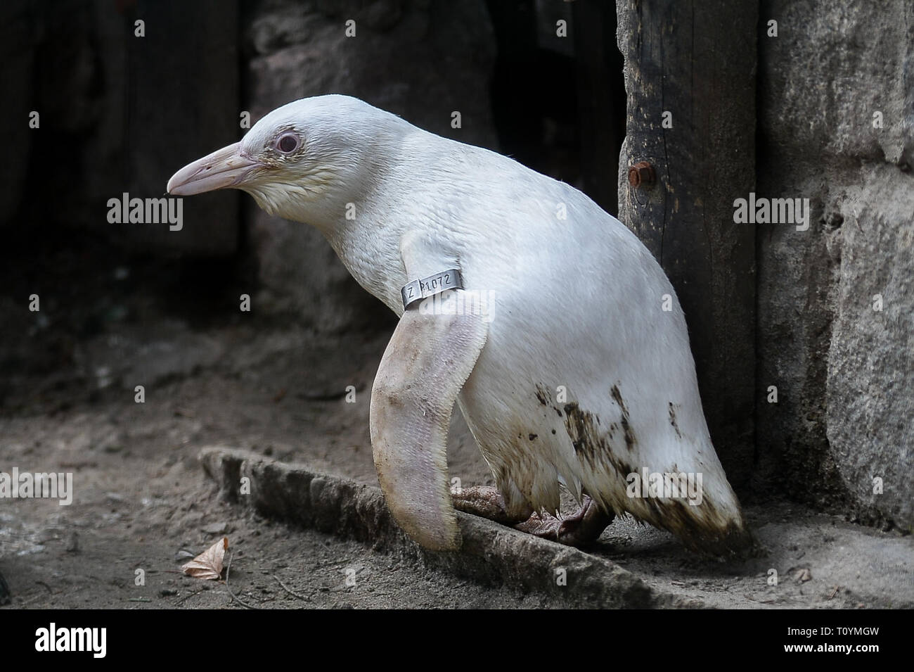 Ein Pinguin während der Pressekonferenz im Zoo gesehen. In Danzig Zoo erschien eine neue Einwohner. Weltweit einzigartige afrikanische Pinguin (Spheniscus demersus) ist ein albinos und hat erstaunliche weißes Gefieder. Dieser Vogel ist in der Regel schwarz Oberfläche des Körpers mit klaren weißen Stirn und kann bis zu 63 cm hoch werden. Der Pinguin war auf einer eigens einberufenen Pressekonferenz im Zoo vorgestellt. Stockfoto