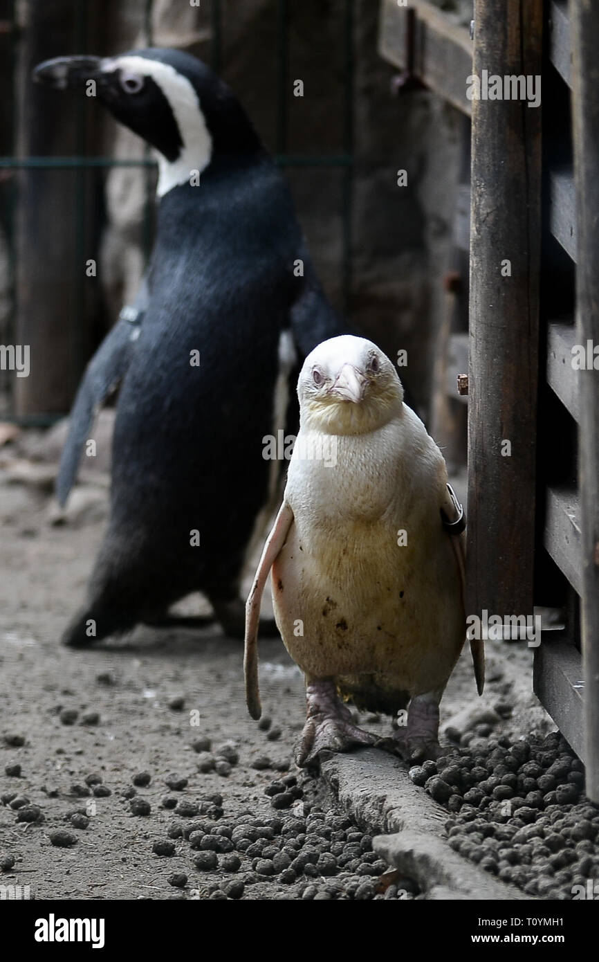 Pinguine während der Pressekonferenz im Zoo gesehen. In Danzig Zoo erschien eine neue Einwohner. Weltweit einzigartige afrikanische Pinguin (Spheniscus demersus) ist ein albinos und hat erstaunliche weißes Gefieder. Dieser Vogel ist in der Regel schwarz Oberfläche des Körpers mit klaren weißen Stirn und kann bis zu 63 cm hoch werden. Der Pinguin war auf einer eigens einberufenen Pressekonferenz im Zoo vorgestellt. Stockfoto