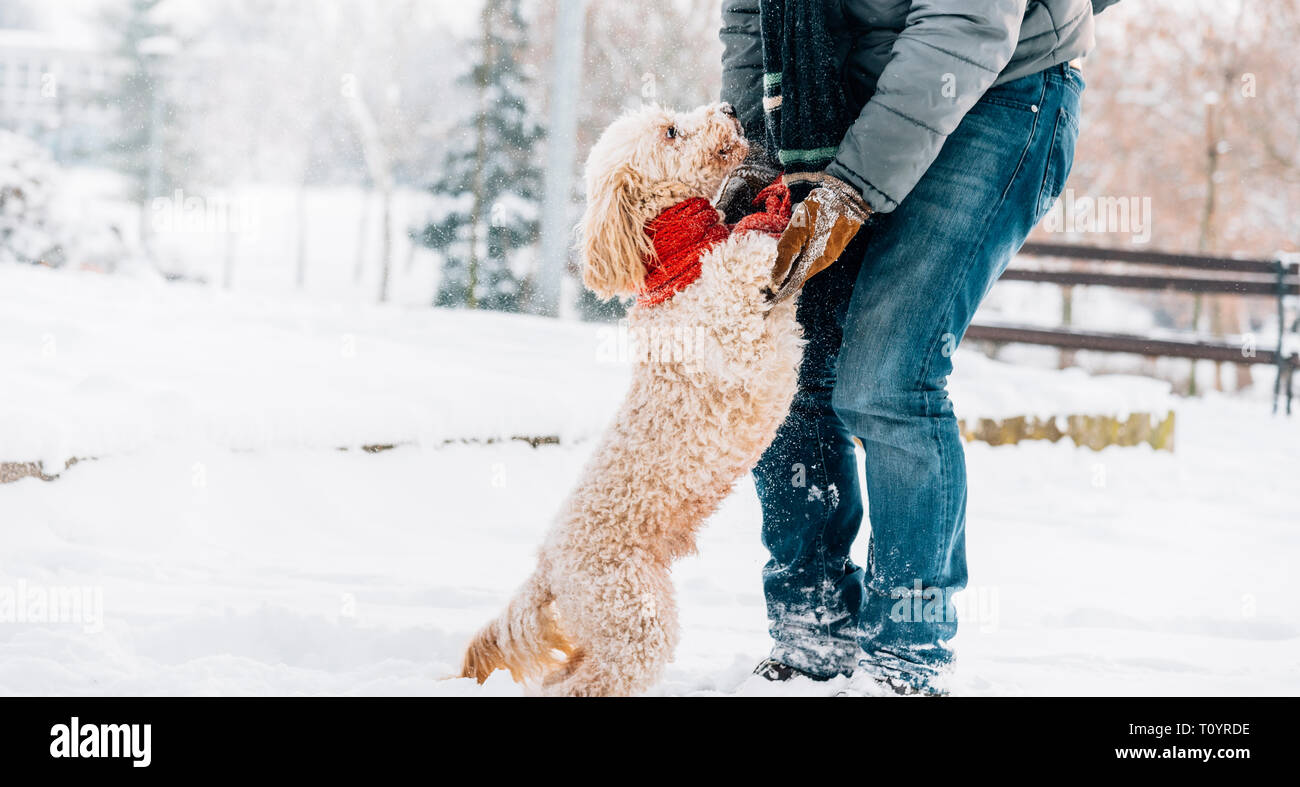 Schneeballschlacht Spaß mit Pet und seinen Besitzer in den Schnee. Winterurlaub Emotion. Nette Pfütze Hund und Mann spielt und läuft in den Wald. Film Filter Stockfoto