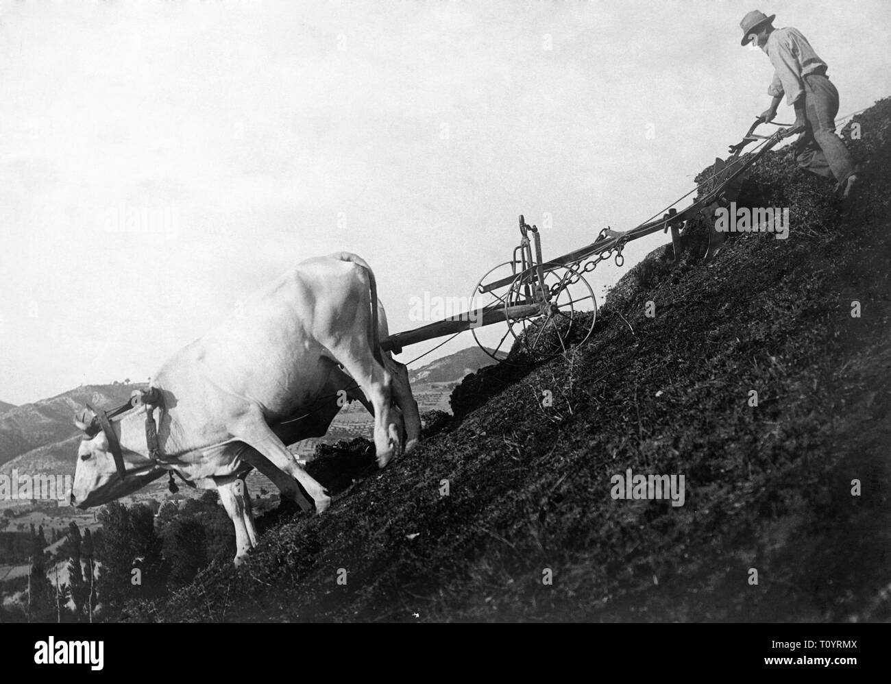 Italien, pflügen-Zeit am Berg, 1910-1920 Stockfoto