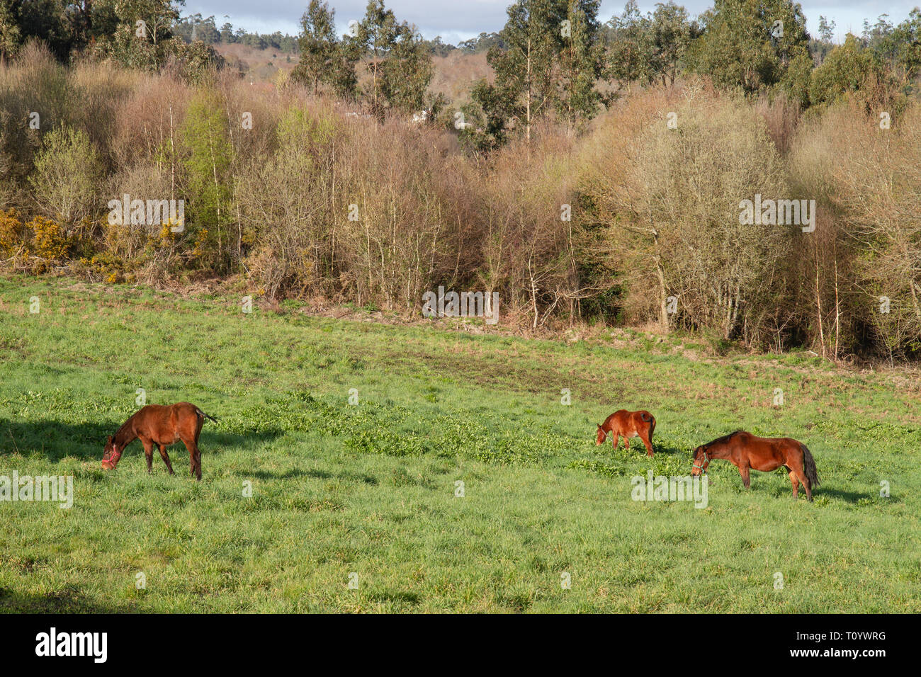 Pferde Essen in der Wiese. Grünen Weide an einem sonnigen Tag im Frühjahr Stockfoto