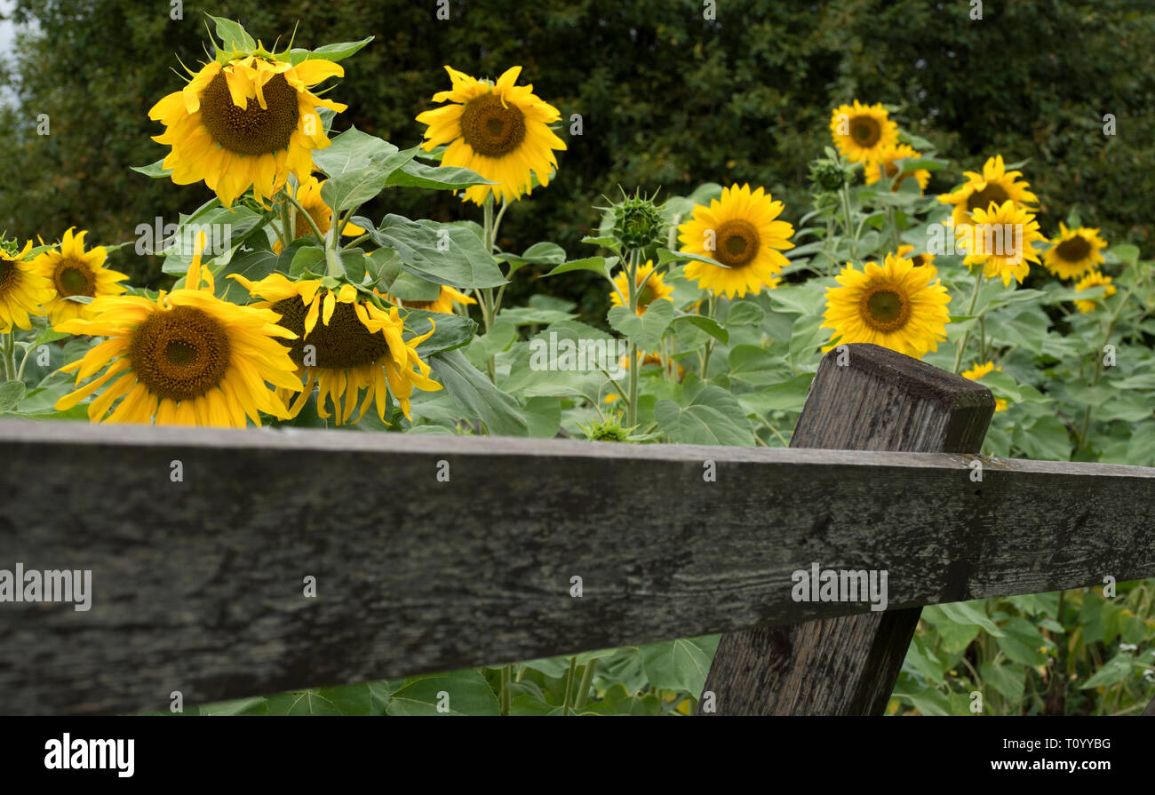 Blühende Sonnenblumen in einem privaten Garten mit Holzbohlen Zaun. Stockfoto