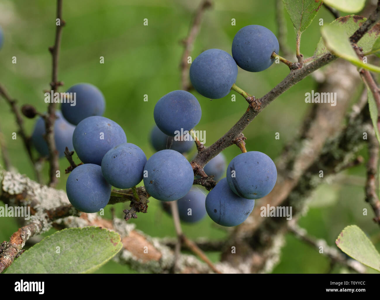 Wild Blue Plum Beeren auf Zweige im Sommergarten. Stockfoto