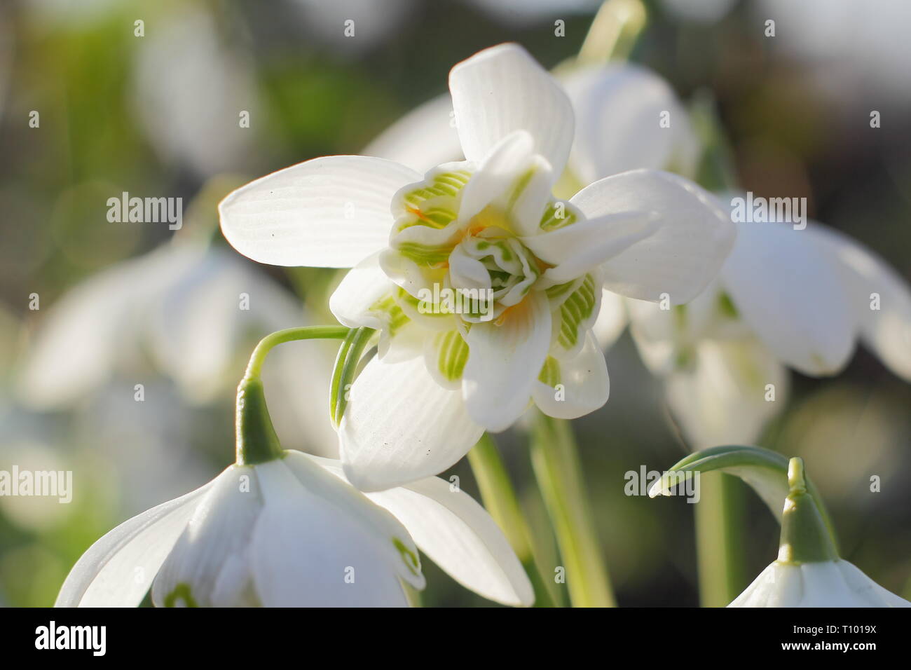 Galanthus nivalis f. pleniflorus 'Flore Pleno'. Duftende Blüten von 'Flore Pleno' Schneeglöckchen in einem britischen Garten - Februar, Großbritannien. Hauptversammlung Stockfoto