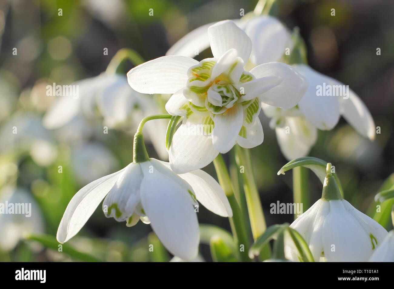 Galanthus nivalis f. pleniflorus 'Flore Pleno'. Duftende Blüten von 'Flore Pleno' Schneeglöckchen in einem britischen Garten - Februar, Großbritannien. Hauptversammlung Stockfoto