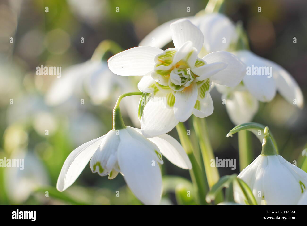 Galanthus nivalis f. pleniflorus 'Flore Pleno'. Duftende Blüten von 'Flore Pleno' Schneeglöckchen in einem britischen Garten - Februar, Großbritannien. Hauptversammlung Stockfoto