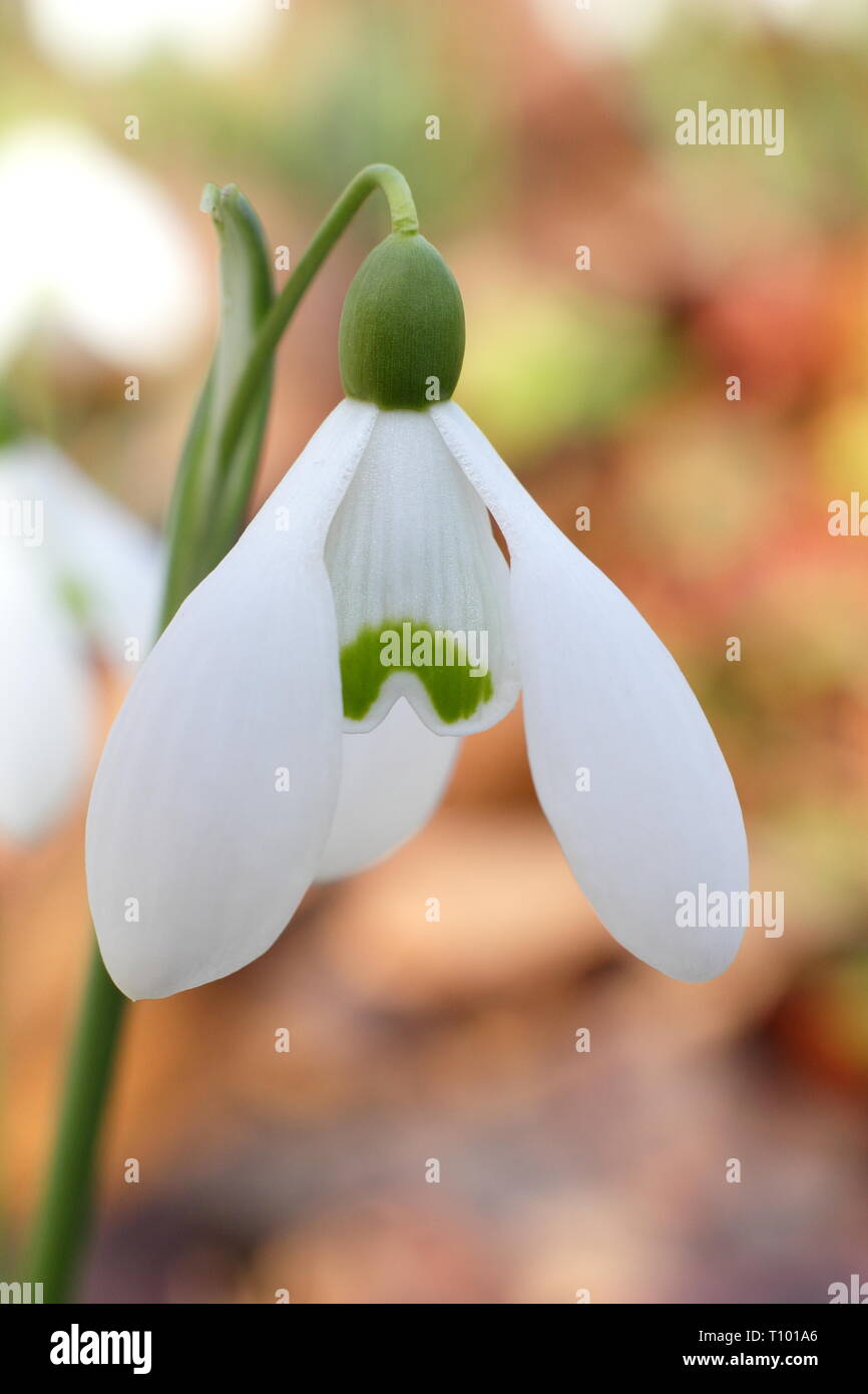 Galanthus nivalis. Detail der duftenden gemeinsame Snowdrop in einem Englischen Garten Grenze - Februar, Großbritannien. Hauptversammlung Stockfoto