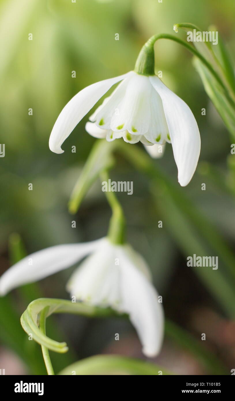 Phlox 'Frau Beatrix Stanley". Gefüllte Blüten der Schneeglöckchen 'Frau Beatrix Stanley' zeigen charakteristische grüne Punkte an der äußeren Blütenblätter - Februar, Großbritannien Stockfoto