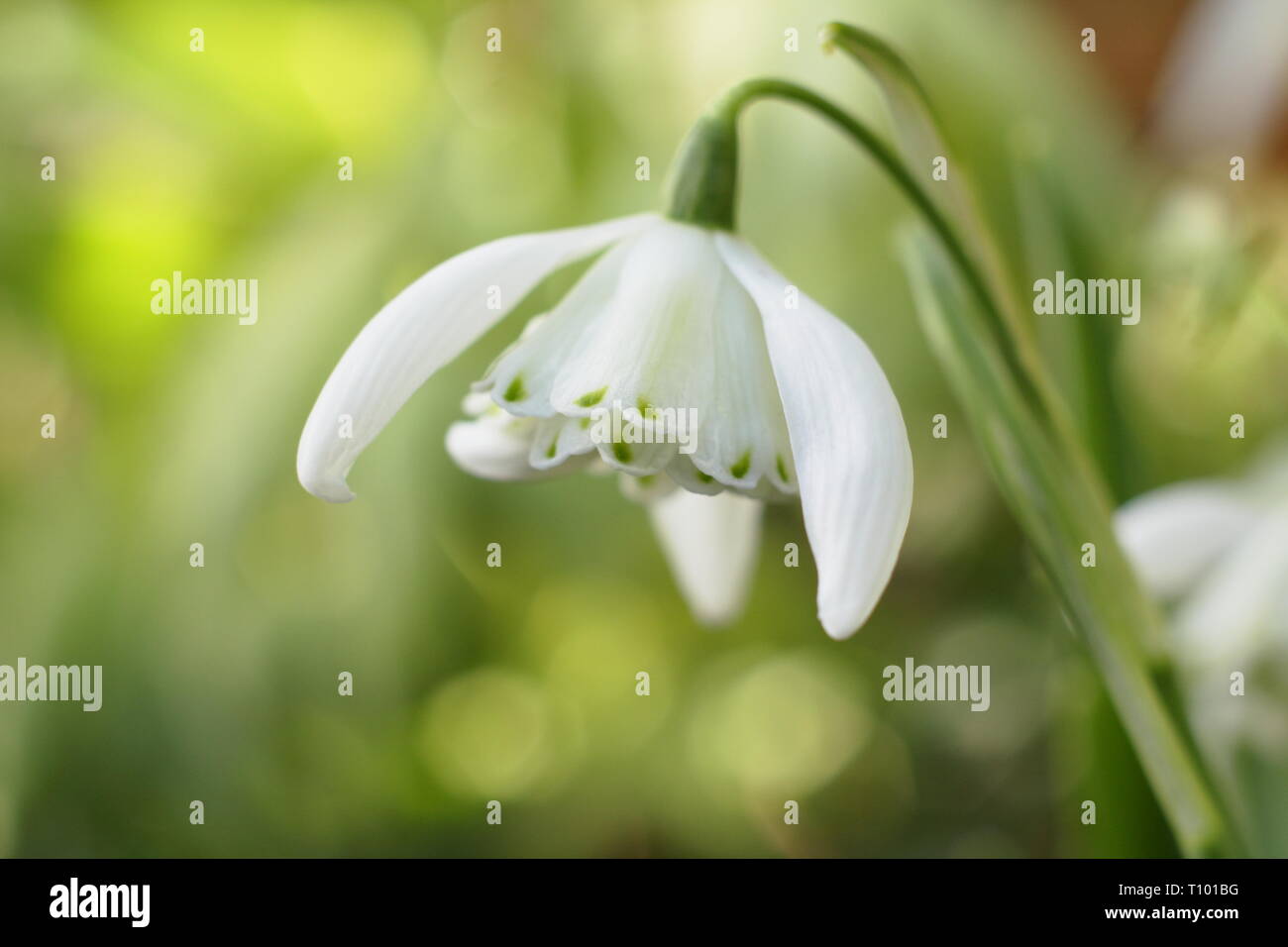 Phlox 'Frau Beatrix Stanley". Gefüllte Blüten der Schneeglöckchen 'Frau Beatrix Stanley' zeigen charakteristische grüne Punkte an der äußeren Blütenblätter - Februar, Großbritannien Stockfoto