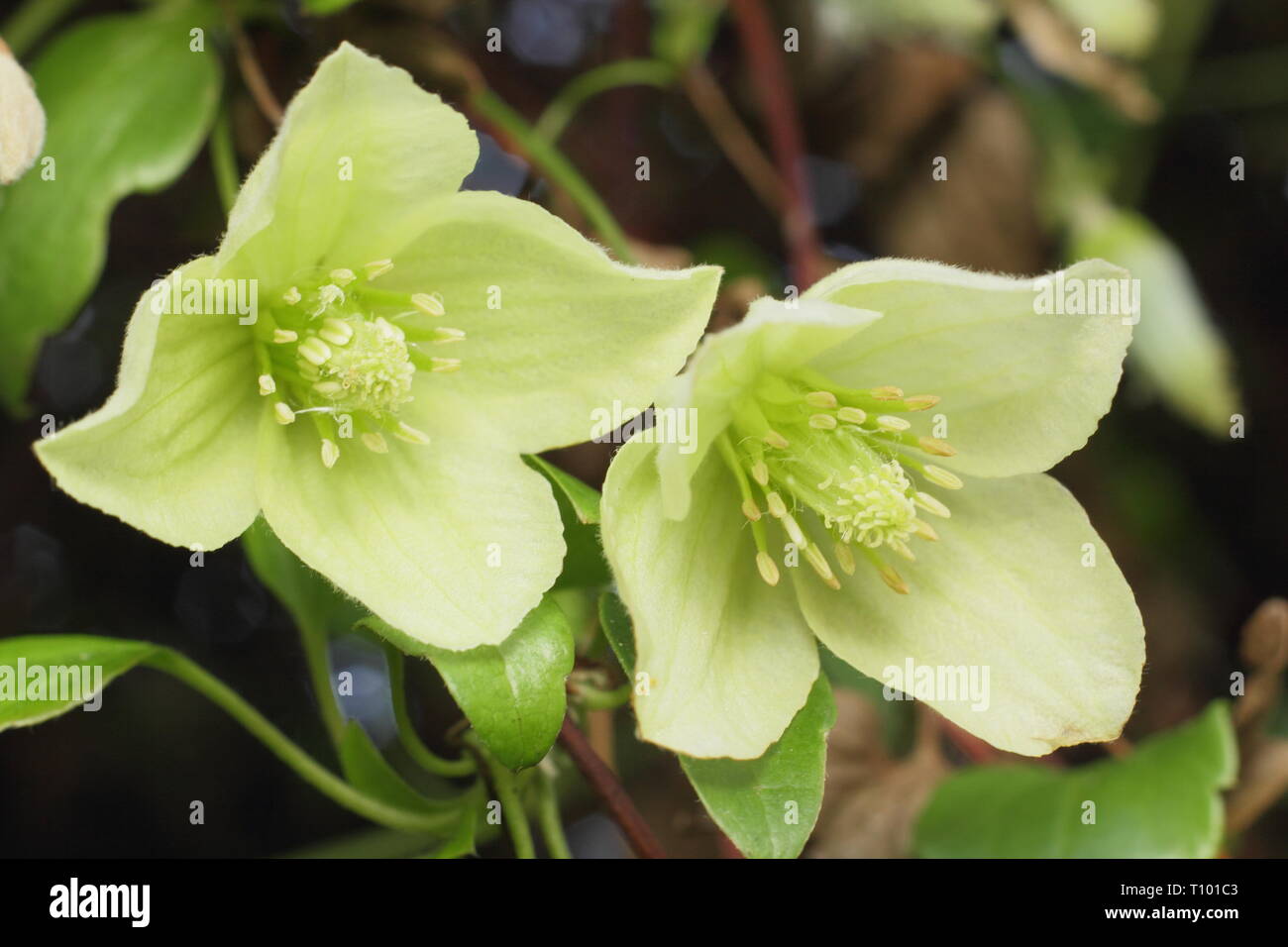 Clematis 'Wisley Cream'. Hellen cremefarbenen Blüten der Clematis cirrhosa Wisley Creme im späten Winter - Februar, Großbritannien Stockfoto