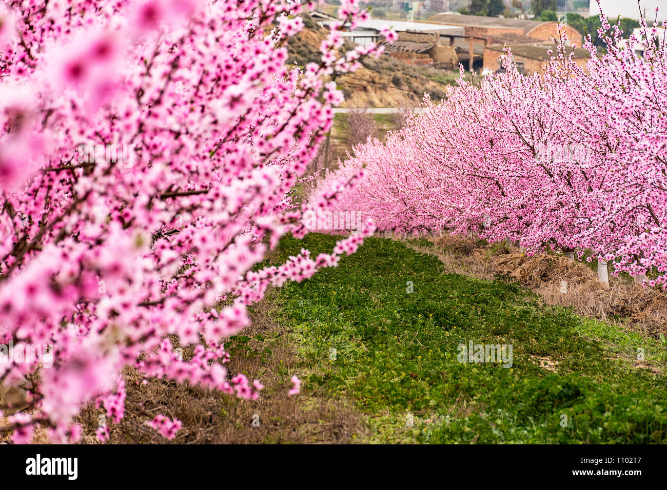 Feld mit Reihen von Pfirsichbäumen. mit Ästen voll mit zarten rosa Blumen bei Sonnenaufgang. Ruhige Atmosphäre. Geheimnisvoll. Aitona, Alpicat. Stockfoto