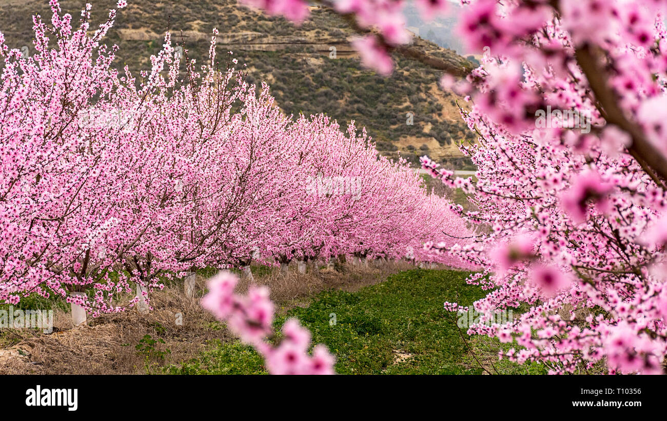 Feld mit Reihen von Pfirsichbäumen. mit Ästen voll mit zarten rosa Blumen bei Sonnenaufgang. Ruhige Atmosphäre. Geheimnisvoll. Aitona, Alpicat. Stockfoto
