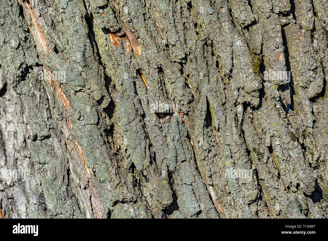 Textur des alten Willow Bark. Einen alten, großen Baum in der Stadt wächst. Stockfoto