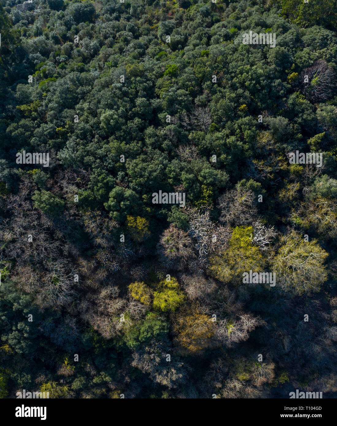 Frühling, Tarrueza, Laredo, Montaña orientalische Costera, Kantabrien, Spanien, Europa Stockfoto