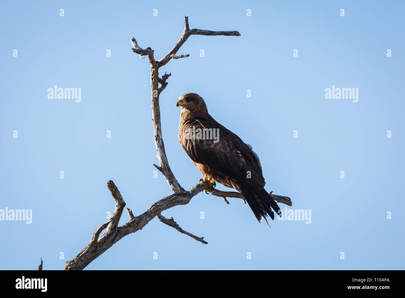 Nahaufnahme eines Falken hoch oben in einem Baum auf der Suche nach Beute Stockfoto