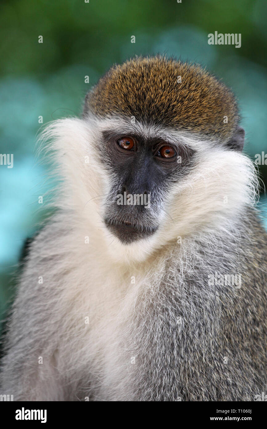 Meerkatze Chlorocebus pygerythrus Stockfoto