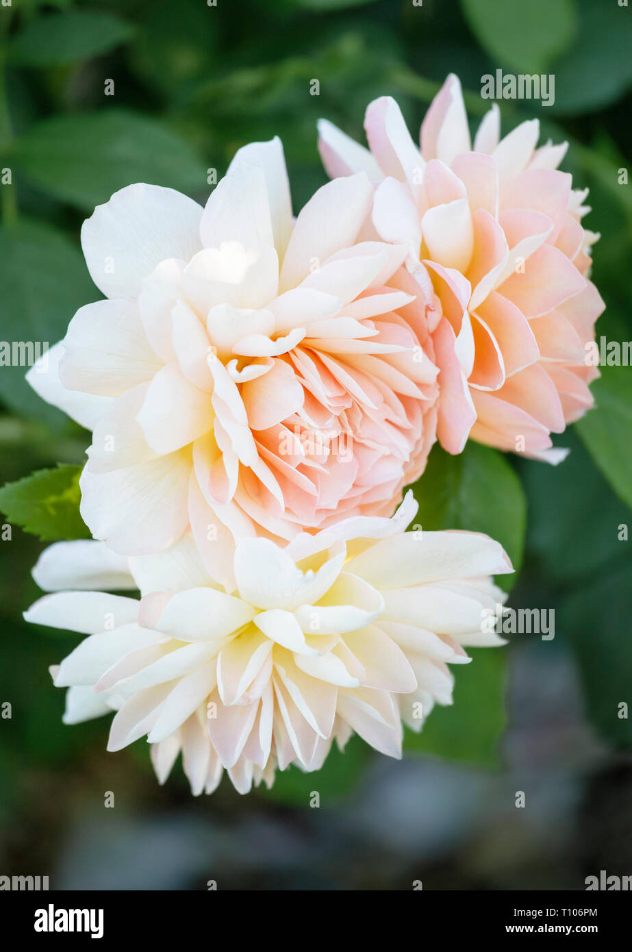 Nahaufnahme von drei Rosen" Rosa Gnade''Auskeppy' Stockfoto