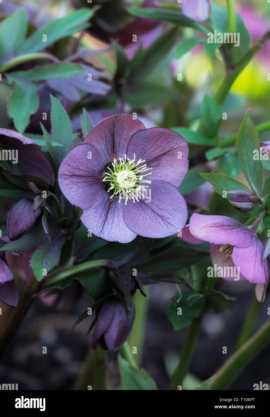Nahaufnahme eines Helleborus x Hybridus smokey Blau' in der Blüte Stockfoto