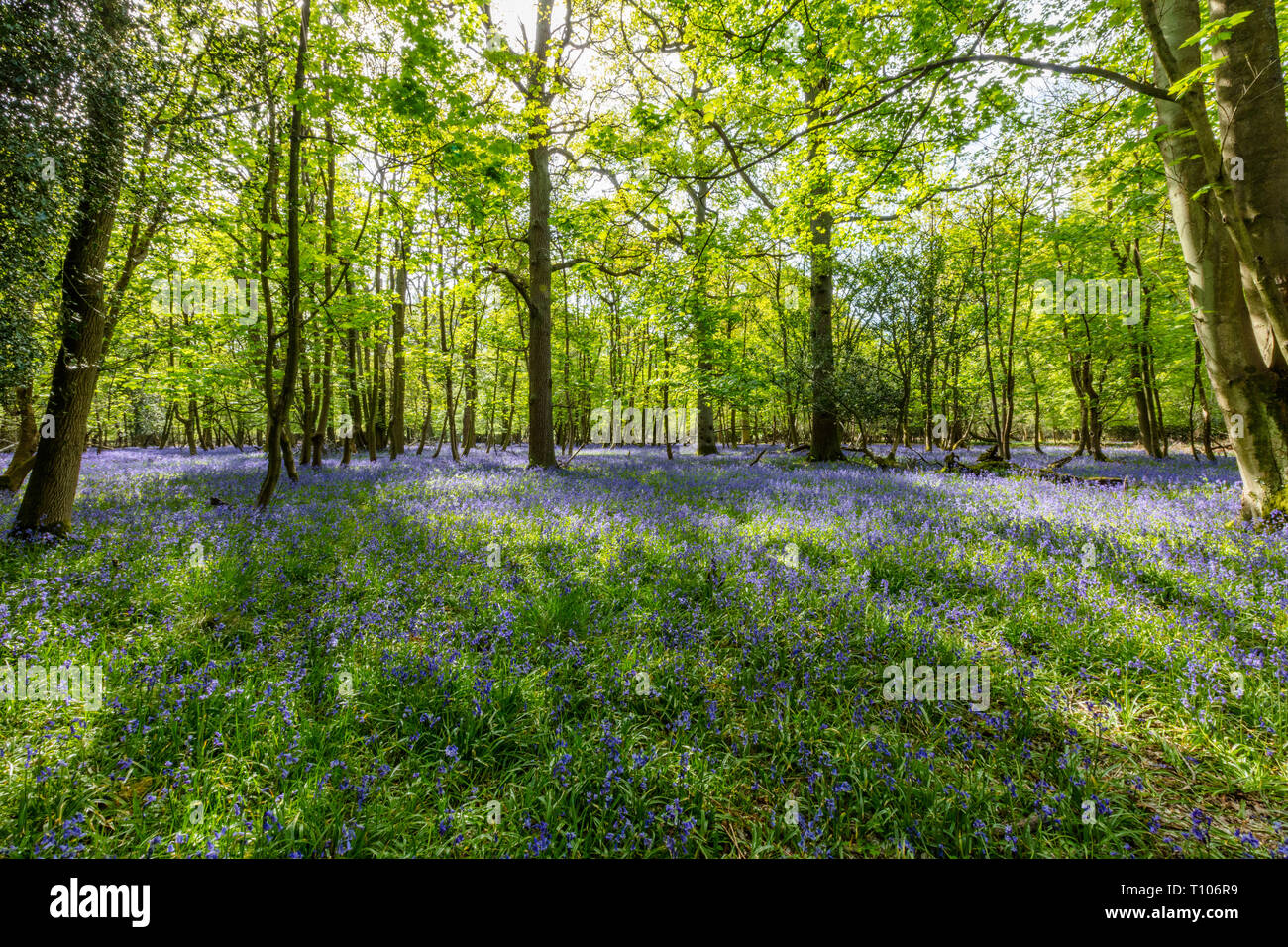 Bluebells im sonnigen Wald, Hertfodshire, England, Großbritannien Stockfoto