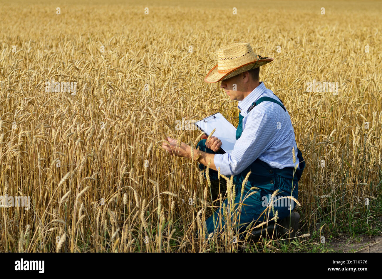 Bauer mit Zwischenablage Inspektion Ernte bei Weizen Feld Stockfoto