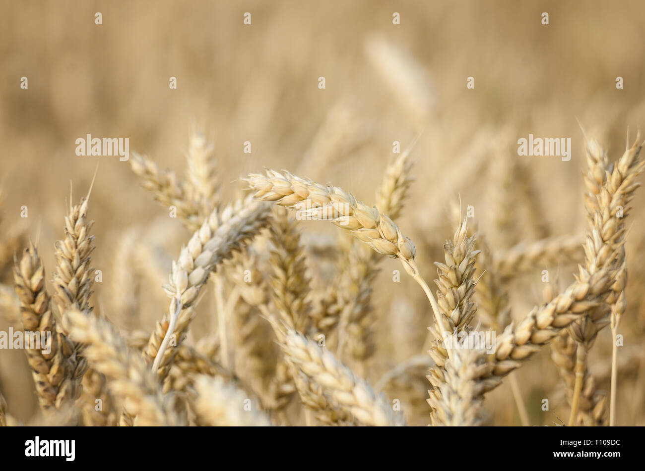 Weizenfeld bei bewölktem Himmel in der Ukraine Stockfoto
