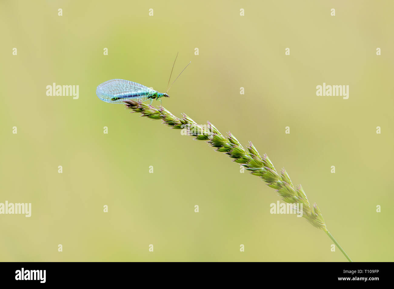 Florfliege (Chrysopidae) thront auf einem Gras Stammzellen Stockfoto