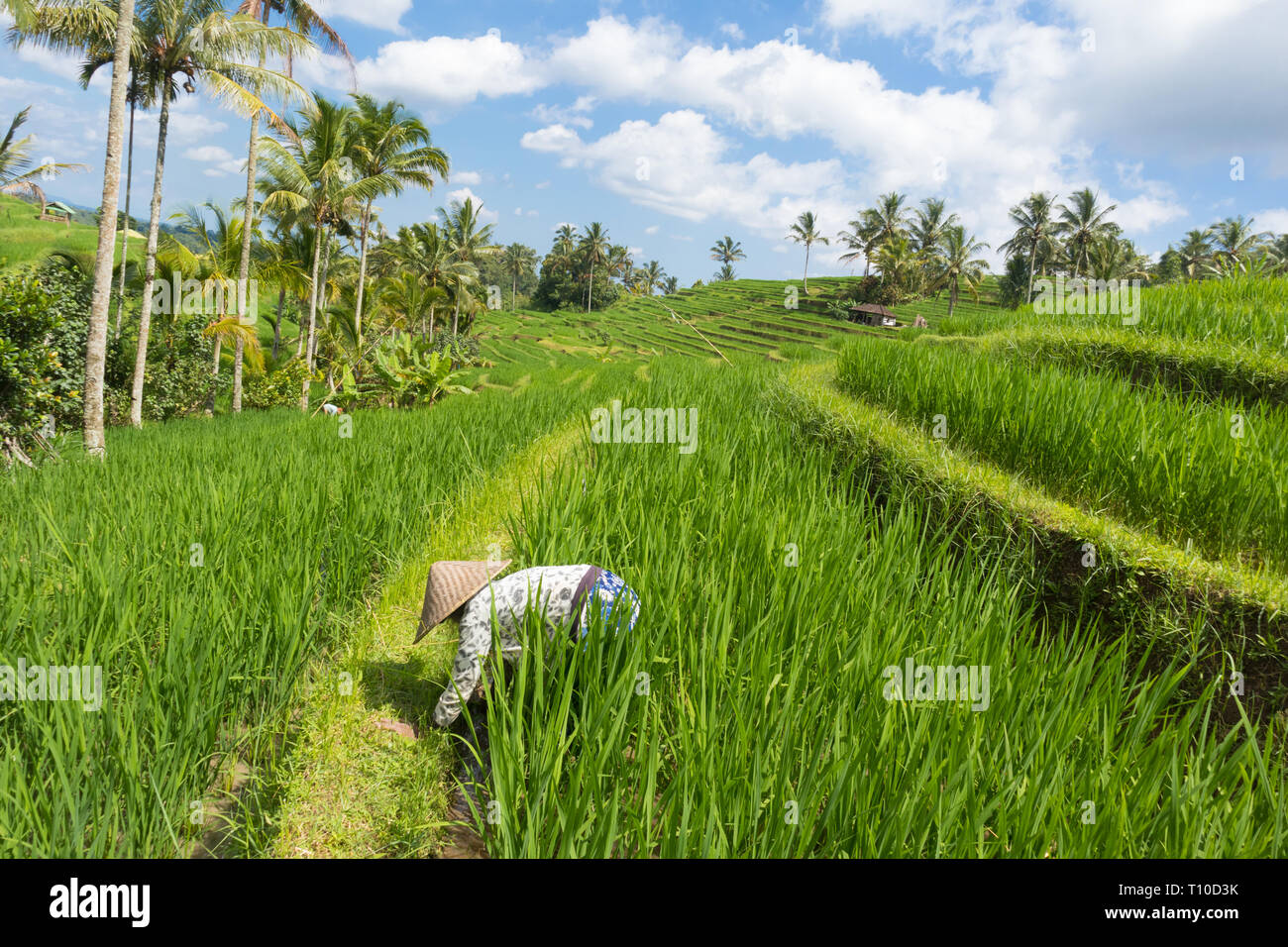 Frau Bauer das Tragen der traditionellen asiatischen Paddy hat in schönen Jatiluwih Reis terrasse Plantagen auf Bali, Indonesien, Südostasien Stockfoto