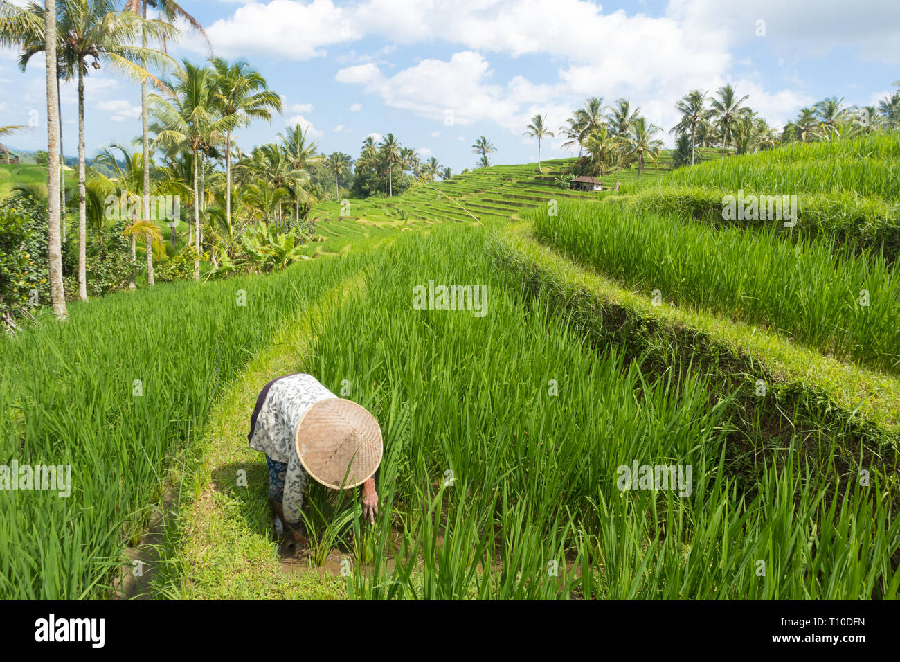 Frau Bauer das Tragen der traditionellen asiatischen Paddy hat in schönen Jatiluwih Reis terrasse Plantagen auf Bali, Indonesien, Südostasien Stockfoto