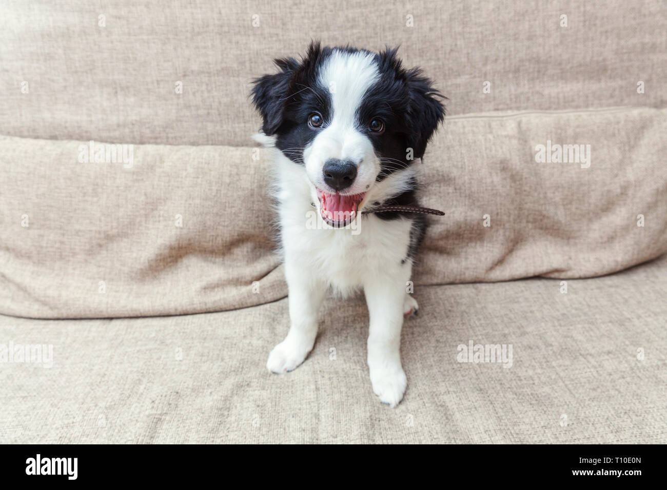 Lustige Portrait von niedlichen smilling Welpe Hund Border Collie auf der Couch. Neue schöne Mitglied der Familie kleiner Hund zu Hause gucken und warten auf Lohn. Pet-ca Stockfoto