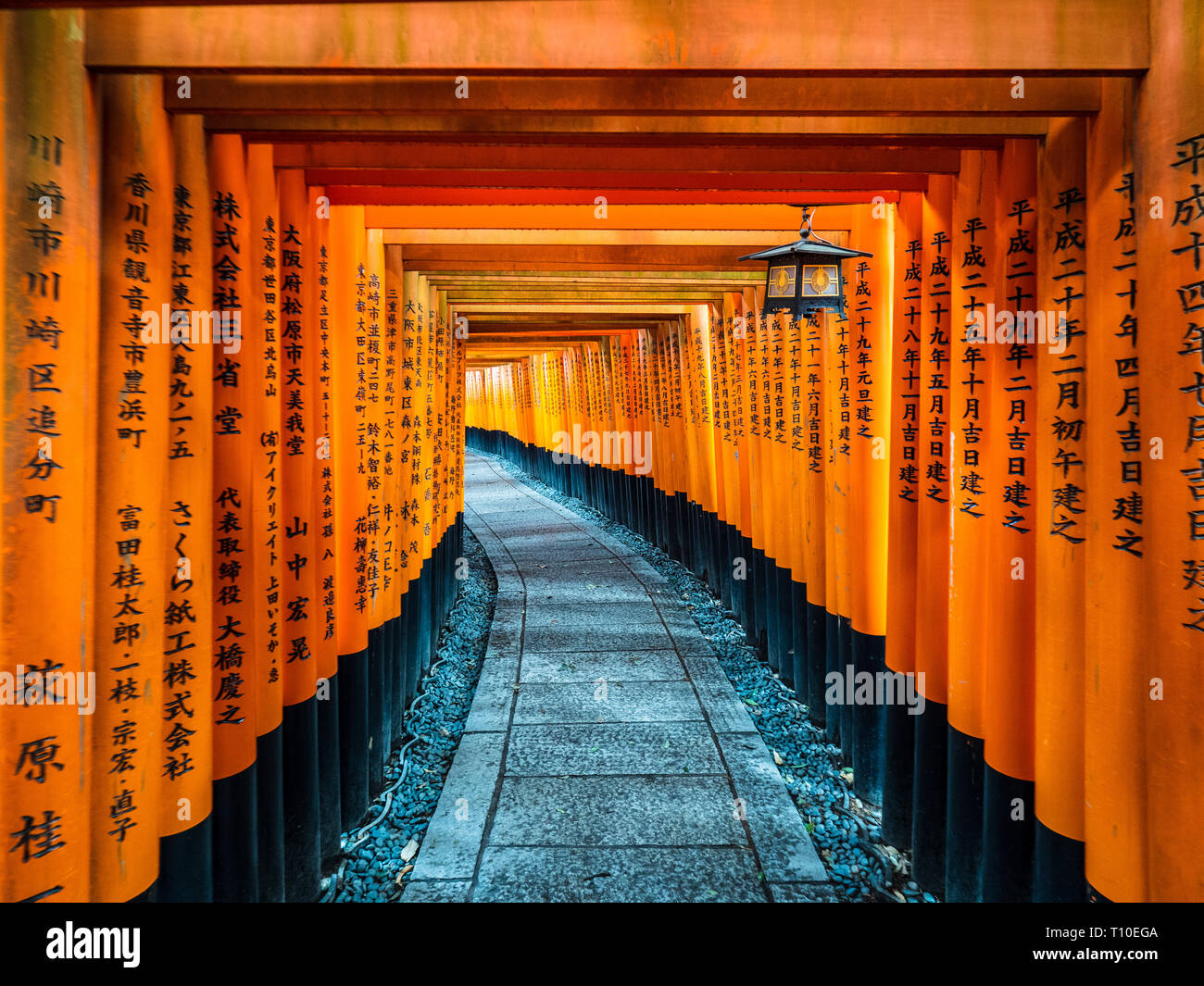 Torii - Vermillion Torii Tore am Fushimi Inari Schrein in Kyoto Japan. Berühmter Shinto-Schrein, bekannt für Torii-Tore, die sich die bewaldeten Hügel hinaufschlängeln. Stockfoto