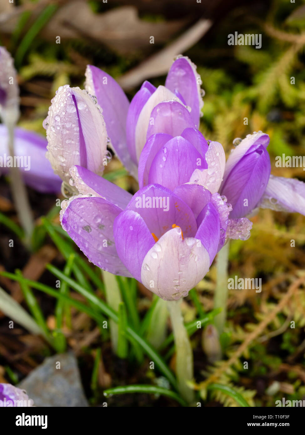 Tau drapierten Lila und Weiß Frühling Blumen der frühen blühenden hardy Birne, Crocus vernus Stockfoto
