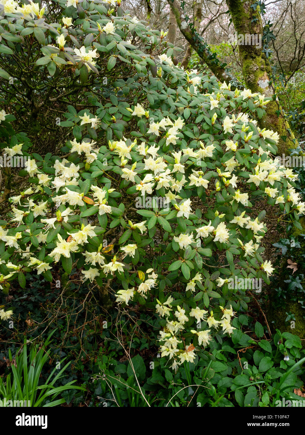 Blass gelb, früher Frühling Blumen der kompakte immergrüner Strauch, Rhododendron Iolanthe Stockfoto