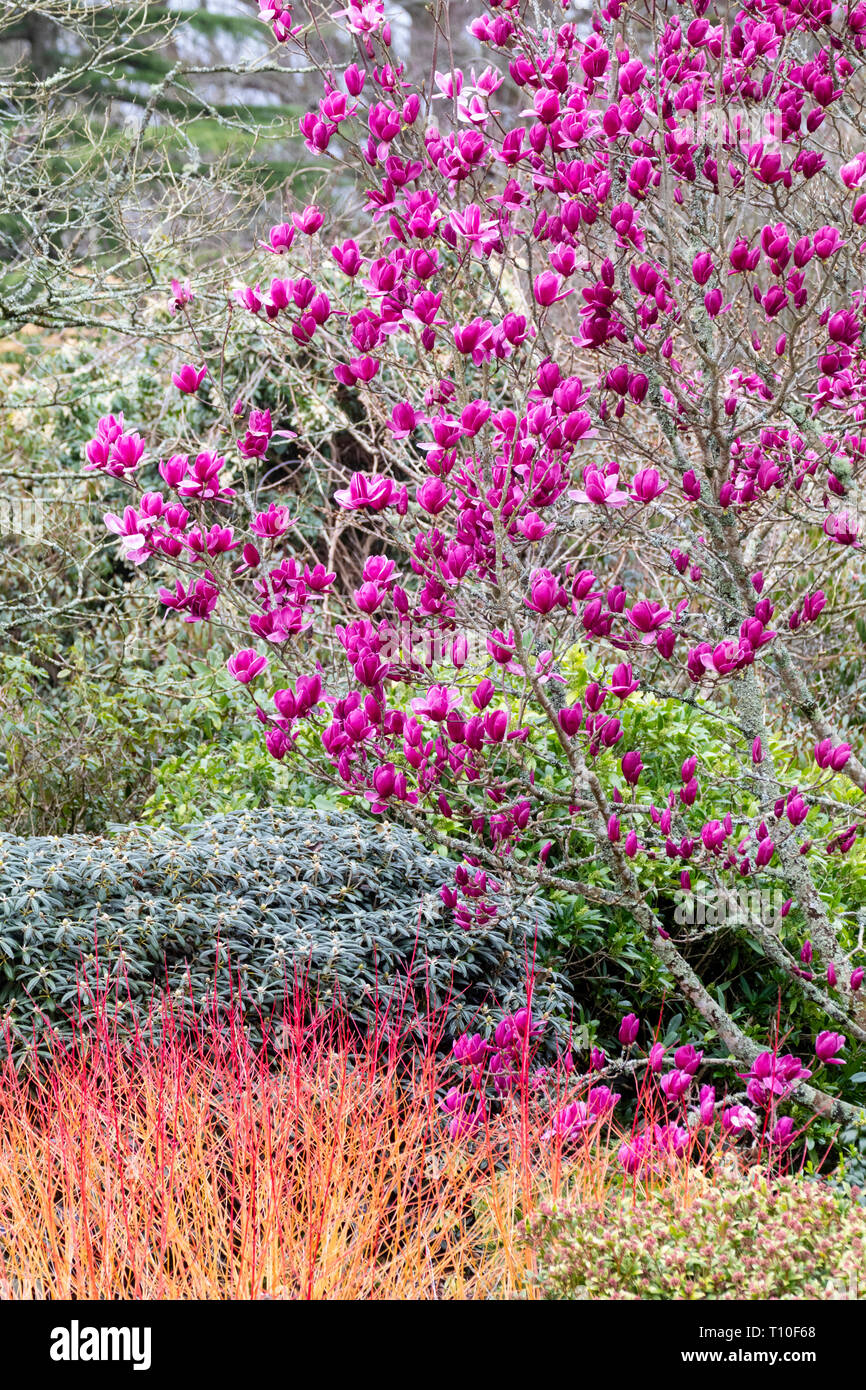 Magnolia hirazz" oberhalb der roten Winter stammt von Cornus 'Amy's Winter Orange' im Garten Haus, Buckland Monachorum, Devon, Großbritannien Stockfoto